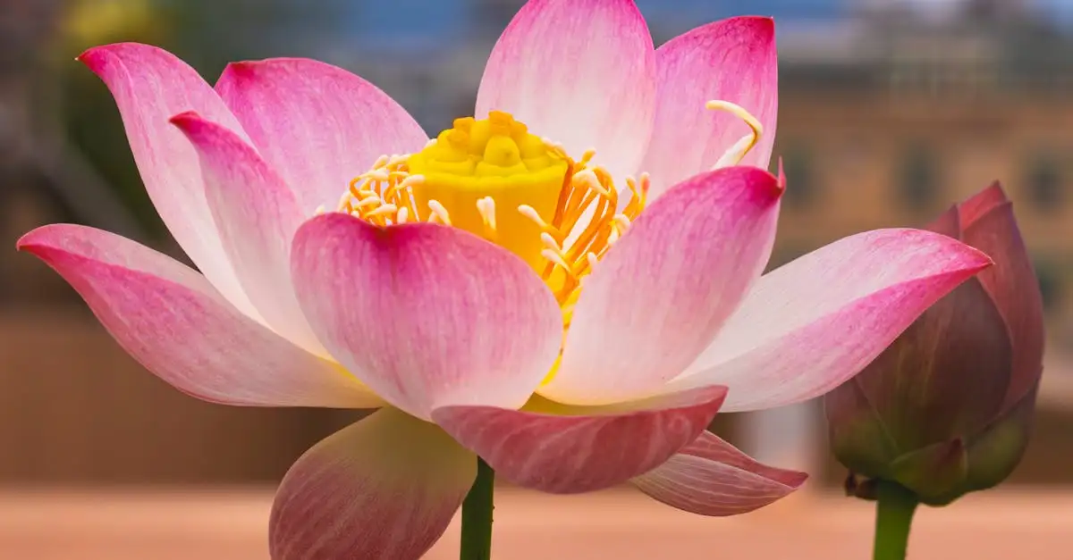 Wat symboliseert het leeuwebekje in de bloementaal?