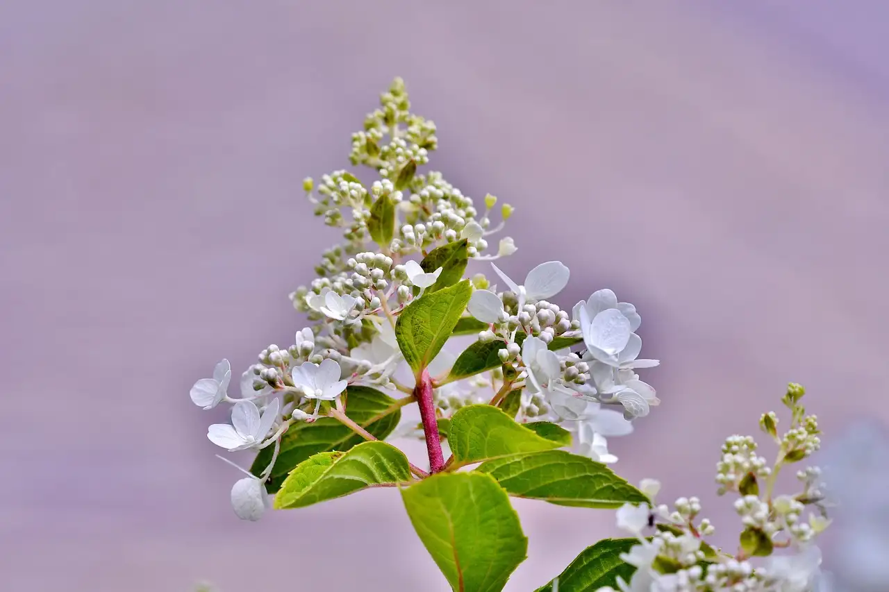 Wat veroorzaakt gele bladeren bij pluimhortensia?