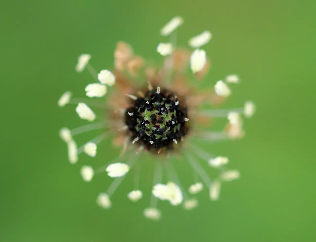 Weegbree Plantago Medicinaal Gebruik in de Moderne Geneeskunde (2026)