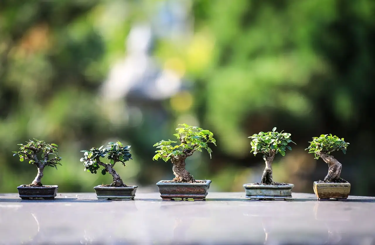 Welke Acer is het beste voor jouw bonsai-project?