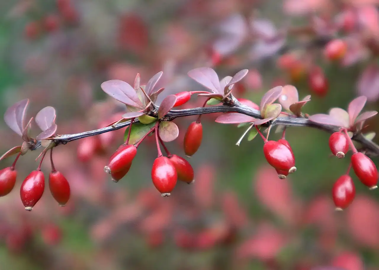 Welke bladhoudende Berberis-soorten zijn er?
