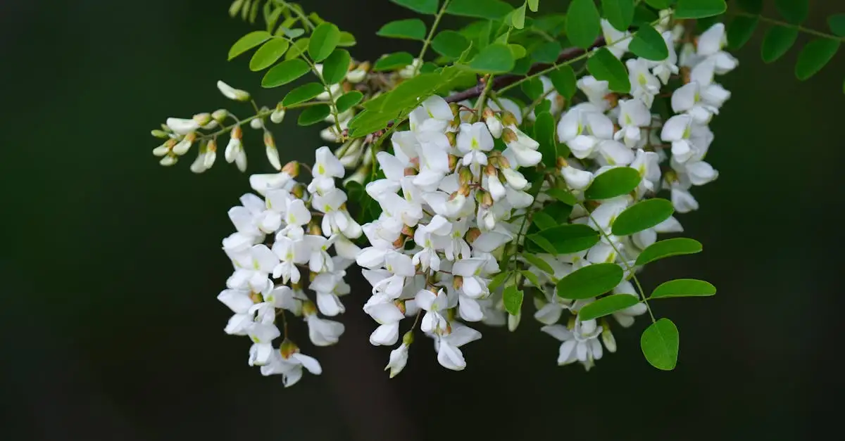 Welke bodemsoort past het best bij Robinia (valse acacia)?