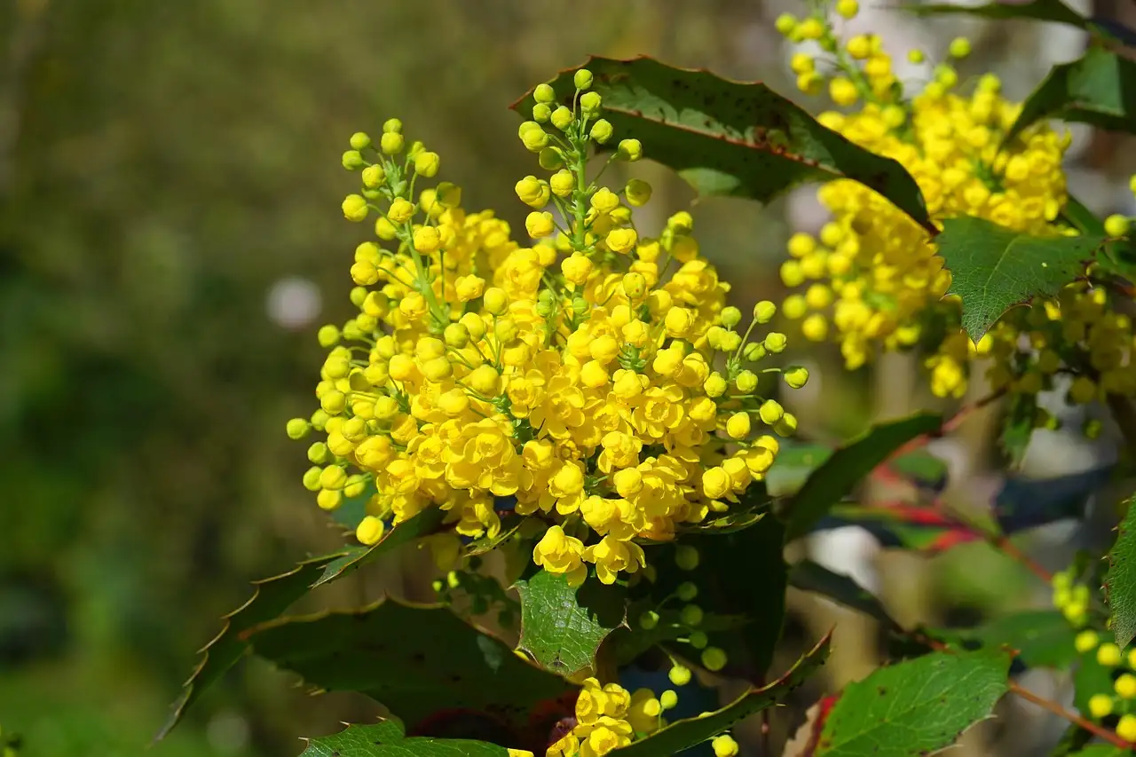 Welke bodemstructuur heeft Mahonia het liefst?