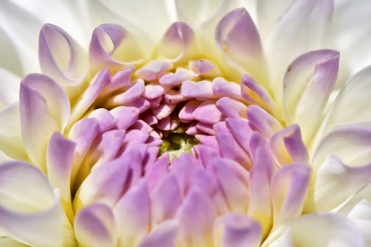 Welke dahlia-variëteiten zijn het beste voor potten?