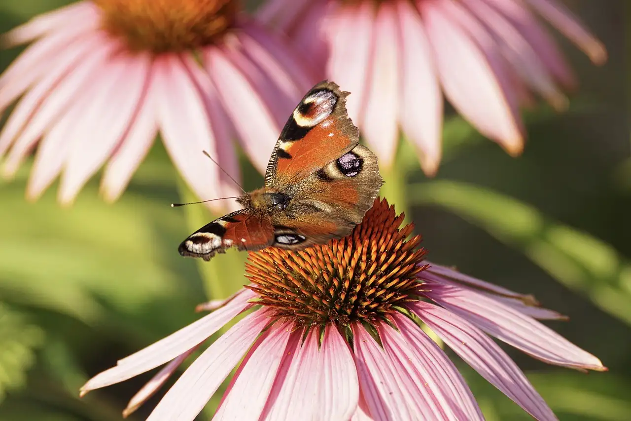 Welke Echinacea Is het Beste voor Kleigrond Tips en Info (2026)