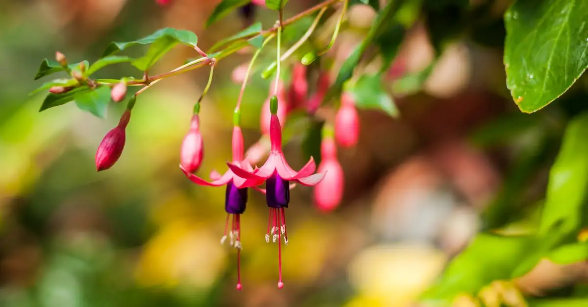 Welke fuchsia bloeit het rijkst in pot? Tips en soortadvies