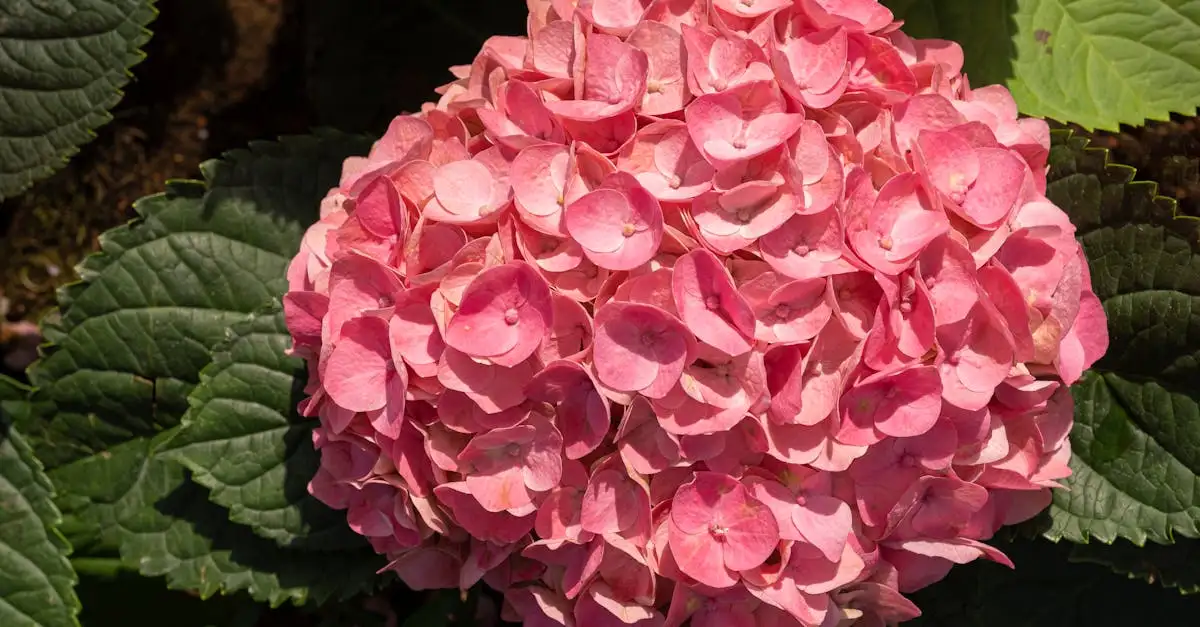 Welke hydrangea macrophylla blijft roze bij elke pH?