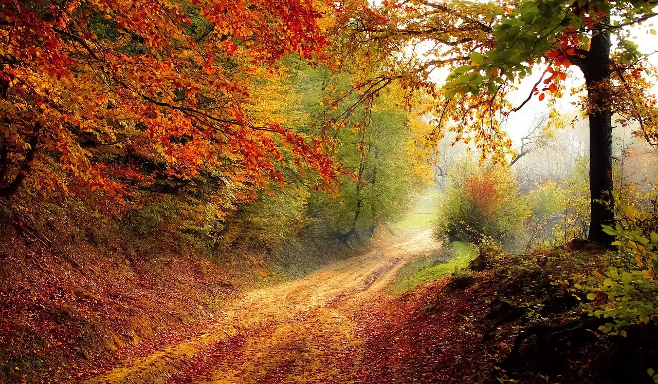 Welke Molinia heeft de hoogste sierwaarde in herfstlicht?
