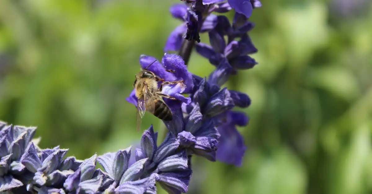 Welke Salvia Bloeit het Langst in de Tuin Ontdek het Hier (2026)