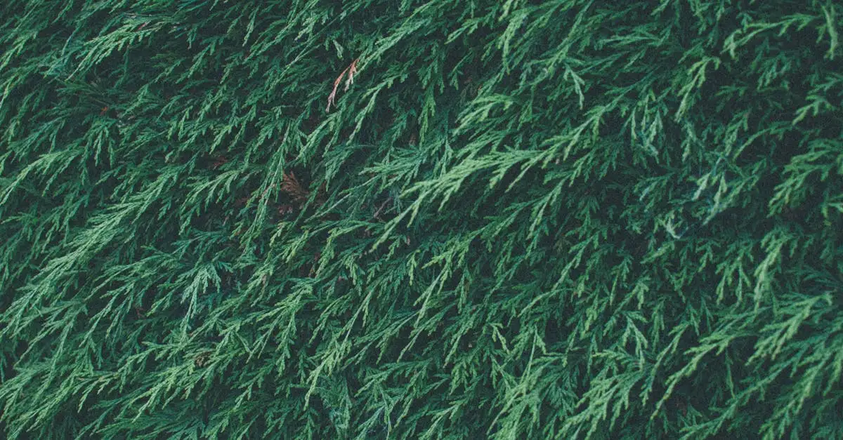 Welke Thuja Groeit het Snelst als Haag Tips en Info (2026)
