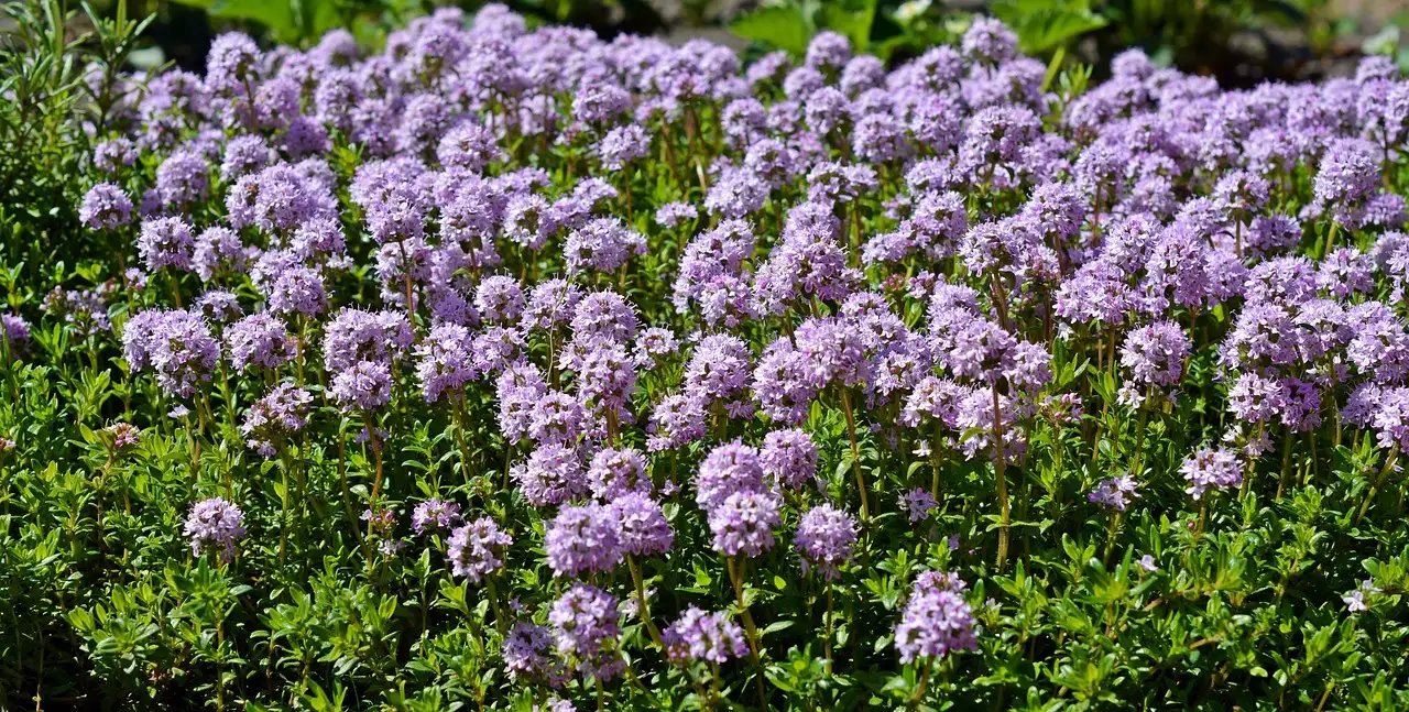 Welke Thymus Is het Meest Geschikt voor Eetbaar Gebruik (2026)