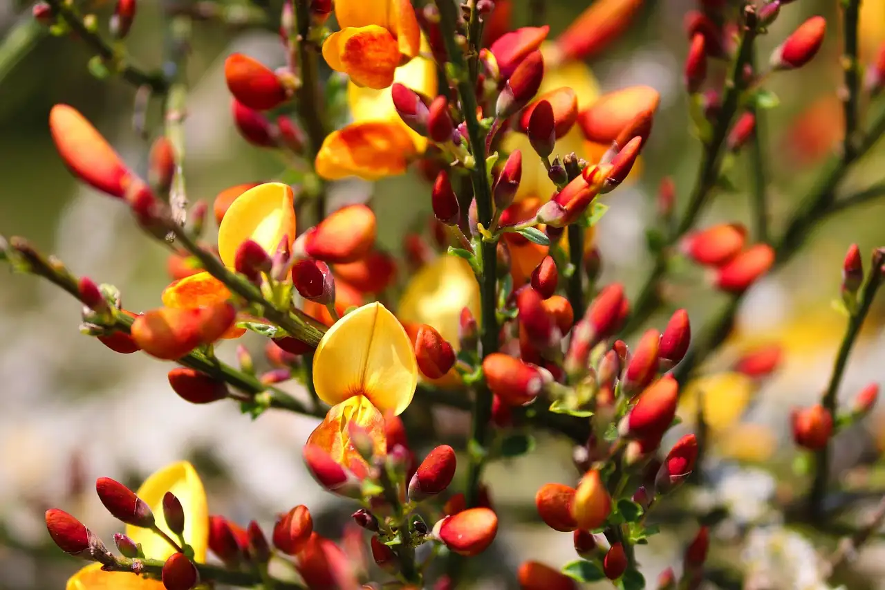 Welke Winterharde Cytisus Brem Varieteit Kiezen (2026)