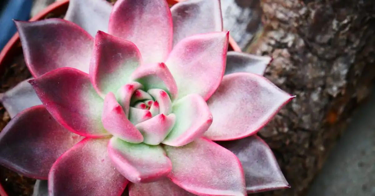 Wilde soorten echeveria in Europa: wat je moet weten