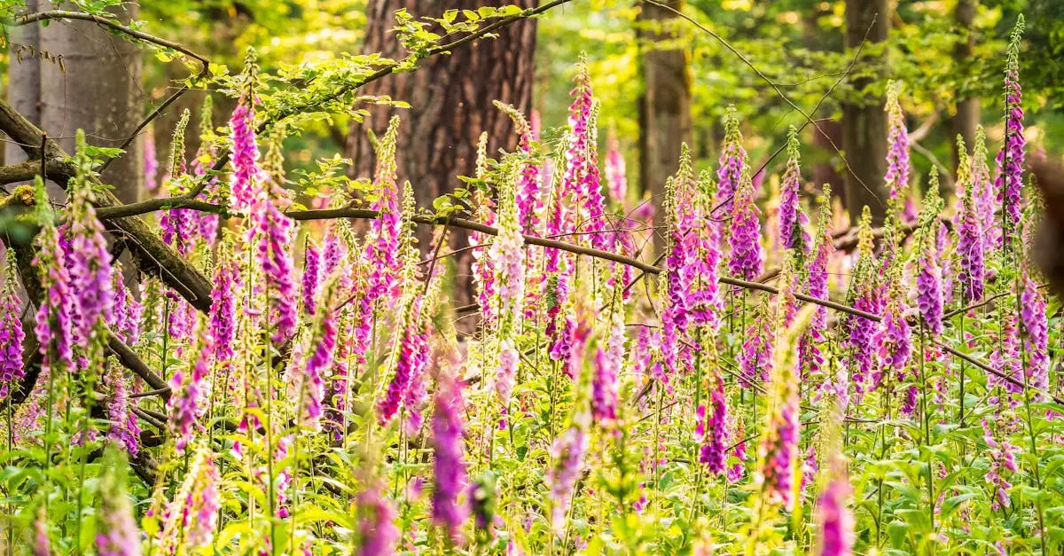 Wit- en roze bloeiende engelwortel: wat je moet weten