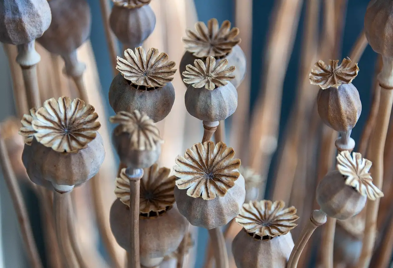 Zaaddozen van de passiebloem laten staan voor winterstructuur?