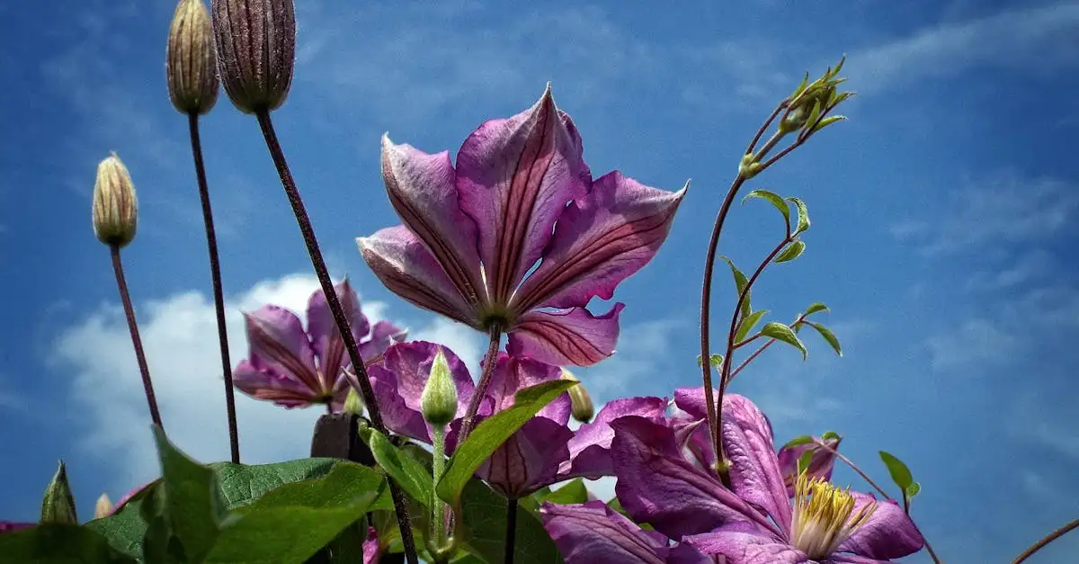 Zijn alle bosranken Clematis-soorten vorstbestendig?