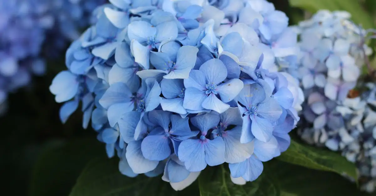 Zijn er bodembedekkende hortensia’s voor jouw tuin?