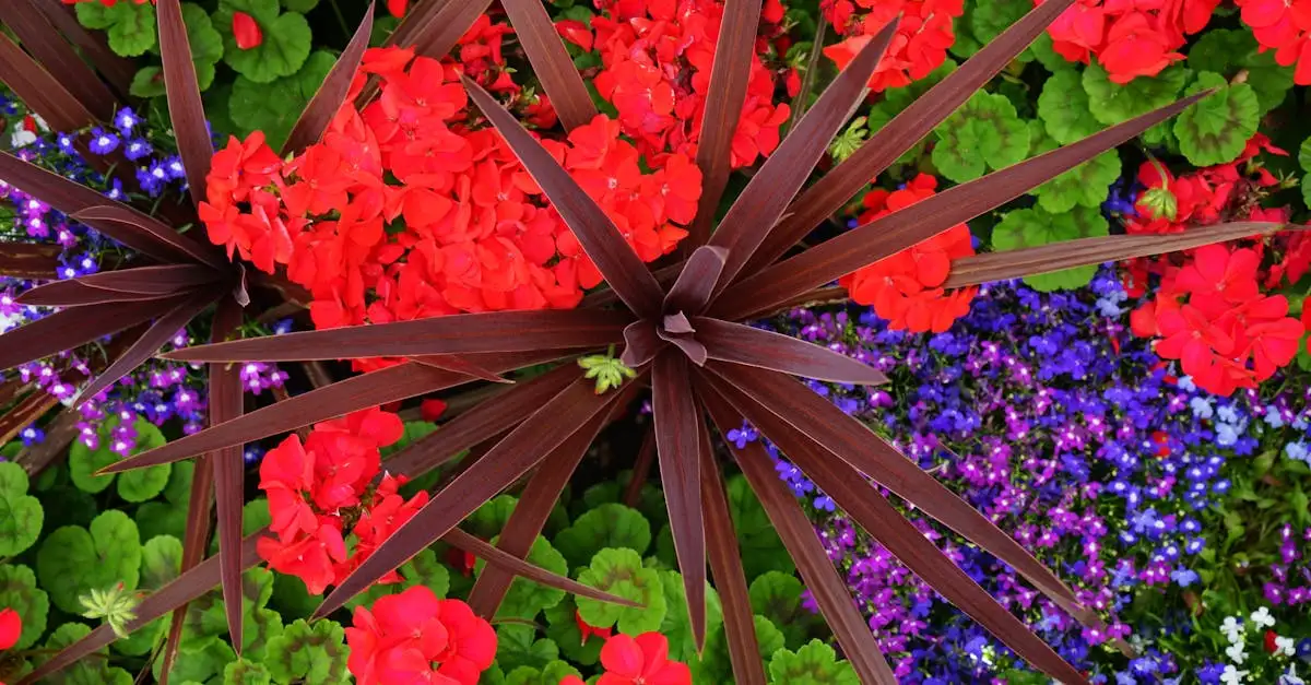 Zijn er halfwintergroene soorten binnen geranium?