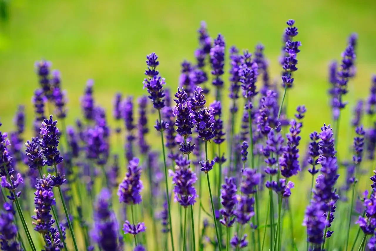 Zijn Lamiaceae-planten winterhard in de volle grond?