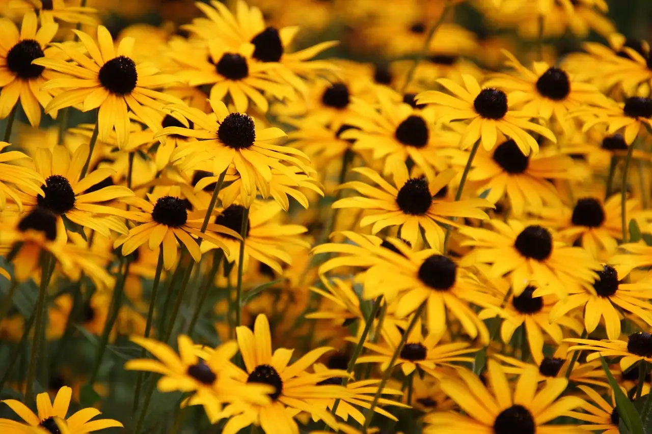 Zijn Rudbeckia-soorten vorstgevoelig in potten?